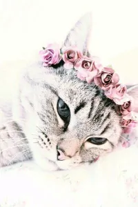 Warrior cats RP!'s Photo Warrior cats RP!'s Photo