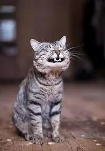 The4 Swords's Photo The4 Swords's Photo