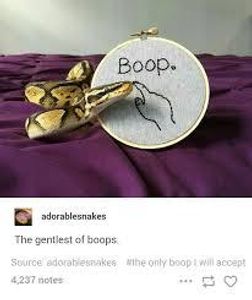 Boop the snoot's Photo