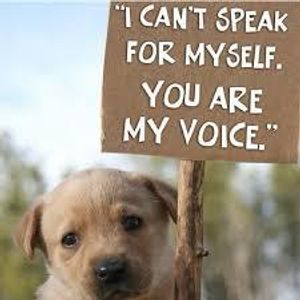 animal abuse stops only if you stop it