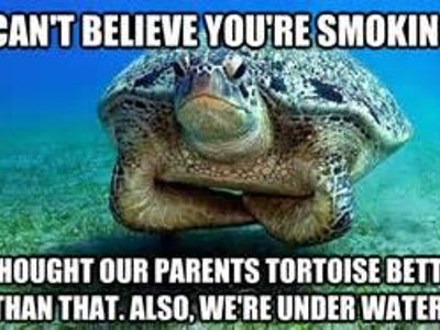 Reasons why Turtles are cool's Photo