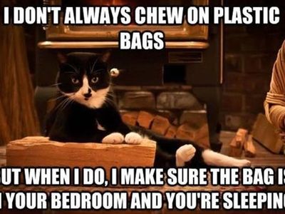 Funny cat and dog memes's Photo