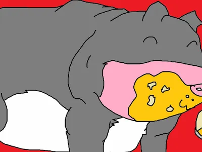 Q & A with Mr. Pig the vietnamese potbelly pig's Photo Q & A with Mr. Pig the vietnamese potbelly pig's Photo