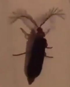 bitch eyelash bug