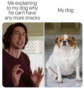 Come here to post dog memes's Photo