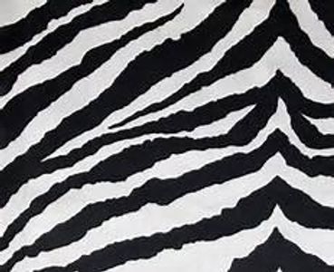 zebra