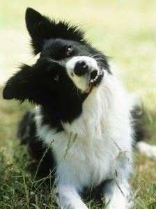 Border collie