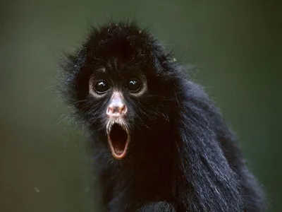 monkey monkey