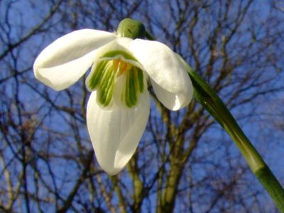 Snowdrop