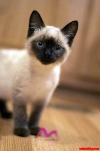 Siamese