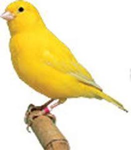 Canary