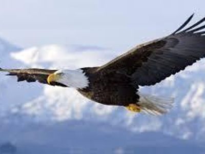 Eagle