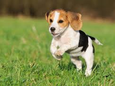 beagle