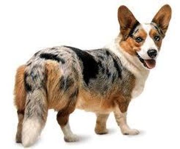 Corgi