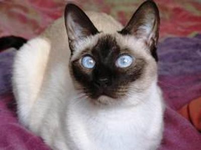 siamese