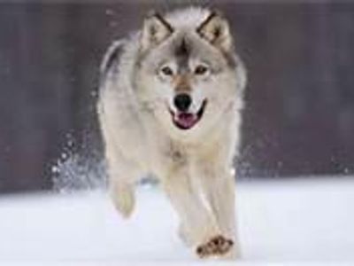 Grey Wolf