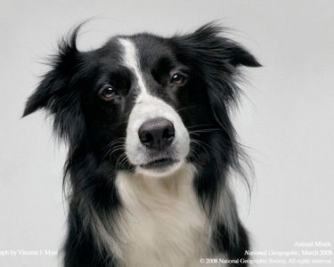 Border Collie