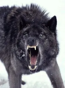 OMG wolf OMG wolf