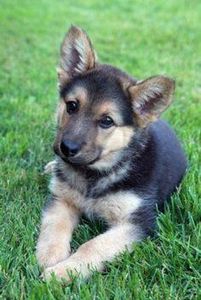 German Shepard Dog