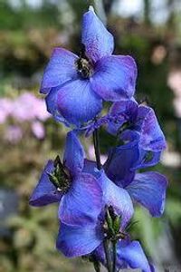 Delphinium