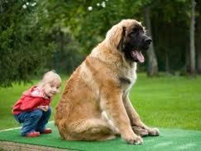 Leonberger