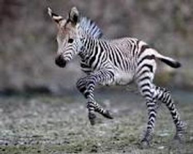 Zebra