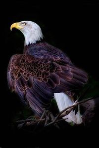 Eagle