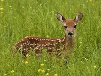 Deer Deer