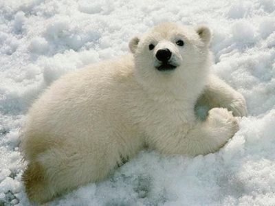 Polar bear!