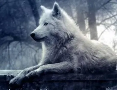 Wolf Wolf