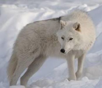 White Artic Wolf