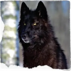 You are a Black Wolf You are a Black Wolf