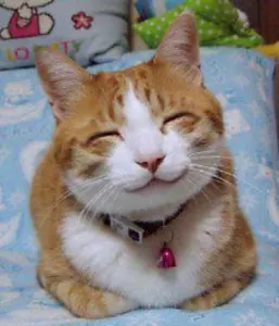 Happy kitty! Happy kitty!
