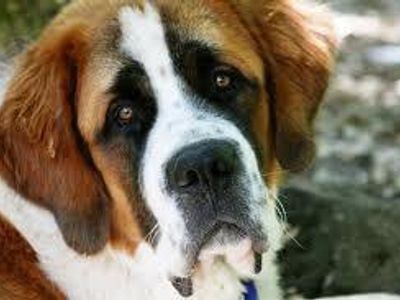 saint bernard