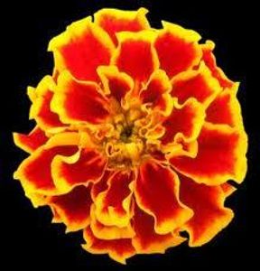 Marigold