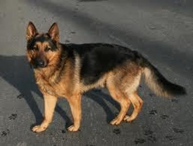 German Shephard