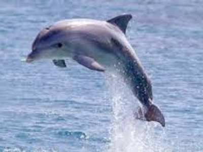 Dolphin