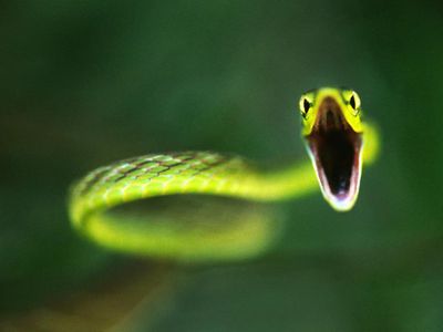 You are a vine snake!