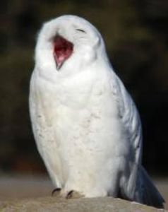 Snowy owl