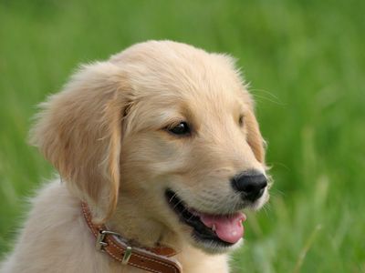 Golden Retriever