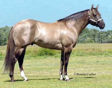 quarter horse