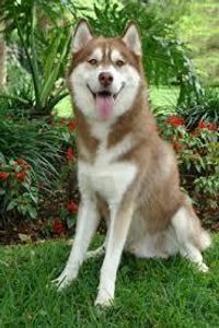 husky