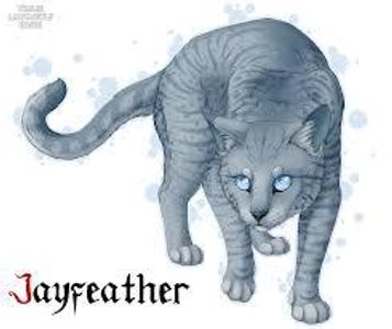 Jayfeather