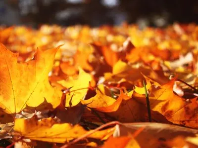 Maple Leaf Maple Leaf