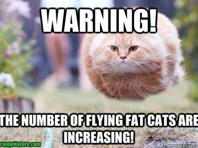 Fat tabby cat