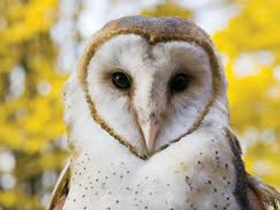 Smart owl