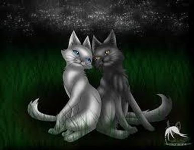 Graystripe X Silverstream