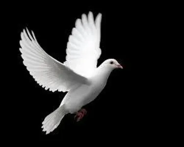 Dove Dove