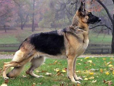 German Shepard