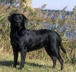 Labrador Retriever